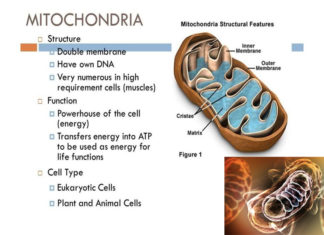 Scientists found a previously unknown link between mitochondria and kidney disease