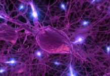 The brain appears to use these durations of silence to encrypt information