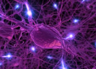The brain appears to use these durations of silence to encrypt information