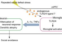 A group of Japanese researchers has discovered that neural inflammation caused by the innate immune system plays an unexpectedly important role in stress-induced depression