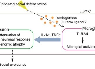 A group of Japanese researchers has discovered that neural inflammation caused by the innate immune system plays an unexpectedly important role in stress-induced depression