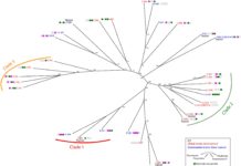 A major cause of drug-resistant clinical yeast infections is the same species previously regarded as non-pathogenic and commonly used in the biotechnology and food industries
