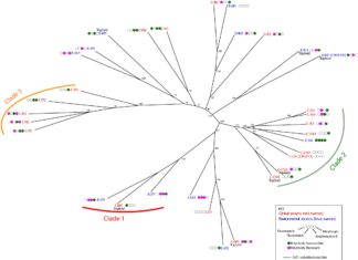 A major cause of drug-resistant clinical yeast infections is the same species previously regarded as non-pathogenic and commonly used in the biotechnology and food industries