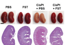 A naturally occurring hormone could help make chemotherapy much more effective