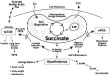 A team of researchers has found that giving the metabolite succinate to mice fed a high-fat diet prevented obesity