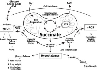 A team of researchers has found that giving the metabolite succinate to mice fed a high-fat diet prevented obesity
