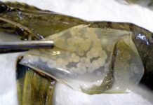 An Israeli biotechnology startup ViAqua Therapeutics Ltd. says it has developed a way to reduce disease and limit losses in the raising of shrimp and some fish