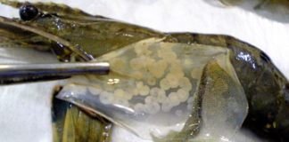 An Israeli biotechnology startup ViAqua Therapeutics Ltd. says it has developed a way to reduce disease and limit losses in the raising of shrimp and some fish