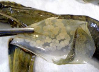 An Israeli biotechnology startup ViAqua Therapeutics Ltd. says it has developed a way to reduce disease and limit losses in the raising of shrimp and some fish