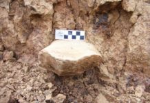 Ancient tools and bones discovered in China by archaeologists suggest early humans left Africa and arrived in Asia earlier than previously thought