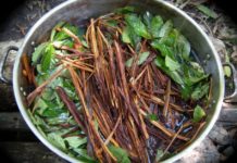 Ayahuasca, a psychedelic drink made from Amazonian plants, may help relieve symptoms in those with treatment resistant depression