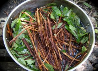 Ayahuasca, a psychedelic drink made from Amazonian plants, may help relieve symptoms in those with treatment resistant depression
