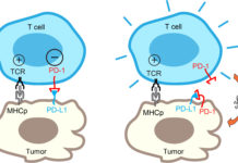 Researchers from the University of California San Diego have identified an unexpected mechanism that could help determine whether a cancer patient will respond to immunotherapy