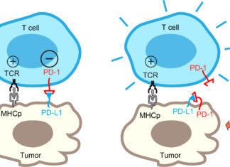 Researchers from the University of California San Diego have identified an unexpected mechanism that could help determine whether a cancer patient will respond to immunotherapy