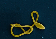Broadly acting antibodies found in plasma of Ebola survivors