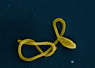 Broadly acting antibodies found in plasma of Ebola survivors