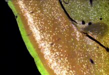 Can you tell the smell of a rose from the scent of a lilac? If so, you have your brain’s piriform cortex to thank