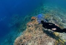 Carbon dioxide emissions are killing off coral reefs and kelp forests as heat waves and ocean acidification damage marine ecosystems