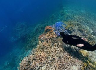 Carbon dioxide emissions are killing off coral reefs and kelp forests as heat waves and ocean acidification damage marine ecosystems