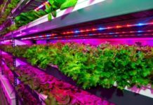 Crop One and Emirates Flight Catering (EKFC) have launched a $40 million joint venture to build the world’s largest vertical farming facility in Dubai, United Arab Emirates