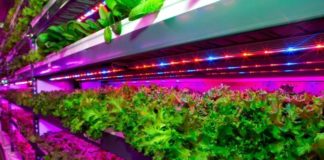 Crop One and Emirates Flight Catering (EKFC) have launched a $40 million joint venture to build the world’s largest vertical farming facility in Dubai, United Arab Emirates