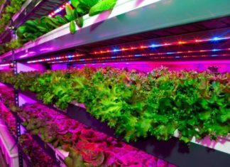 Crop One and Emirates Flight Catering (EKFC) have launched a $40 million joint venture to build the world’s largest vertical farming facility in Dubai, United Arab Emirates
