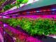 Crop One and Emirates Flight Catering (EKFC) have launched a $40 million joint venture to build the world’s largest vertical farming facility in Dubai, United Arab Emirates