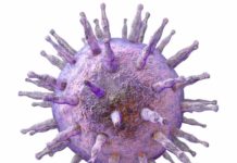 Cytomegalovirus may actually boost, not weaken, our immune systems