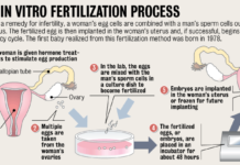 European IVF pregnancy rates now steady at around 36 percent, according to ESHRE monitoring