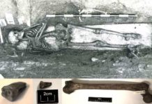 Evidence of Salmonella has been detected in a 800 year old human skeleton discovered in Trondheim, Norway