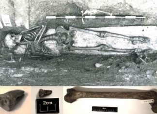 Evidence of Salmonella has been detected in a 800 year old human skeleton discovered in Trondheim, Norway