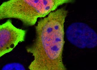 Identified a new gene that plays a critical role in regulating the body’s immune response to infection and disease.