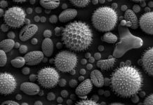 Imperial researchers are looking to protein fragments to help people build up resistance to grass pollen