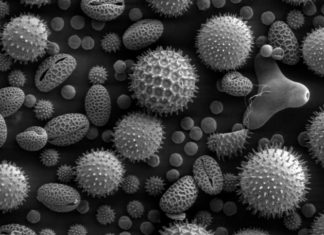 Imperial researchers are looking to protein fragments to help people build up resistance to grass pollen