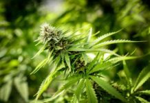 Inhaled vaporized cannabis does not appear to improve or worsen exercise performance and activity-related breathlessness in patients with advanced chronic obstructive pulmonary disease (COPD)