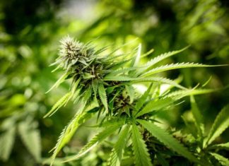 Inhaled vaporized cannabis does not appear to improve or worsen exercise performance and activity-related breathlessness in patients with advanced chronic obstructive pulmonary disease (COPD)