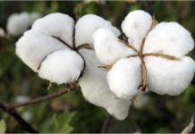 Israel’s Evogene to develop insect-resistant cotton with Brazilian seed-grower