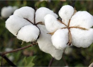 Israel’s Evogene to develop insect-resistant cotton with Brazilian seed-grower