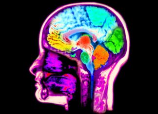 Neurobiologists have identified a mechanism that allows the brain to recreate vivid sensory experiences from memory