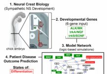 New model for predicting neuroblastoma outcomes incorporates early developmental signals