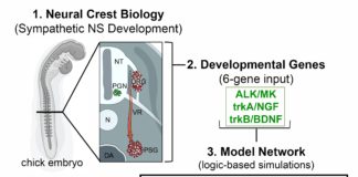 New model for predicting neuroblastoma outcomes incorporates early developmental signals