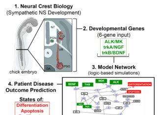 New model for predicting neuroblastoma outcomes incorporates early developmental signals