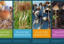 Psilocybin can help curb cocaine addiction