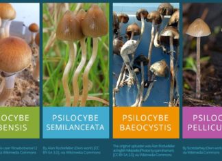Psilocybin can help curb cocaine addiction