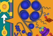 Researchers from ASRC uncovered the role of a protein known as “PRMT5” in the production of myelin