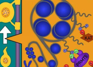 Researchers from ASRC uncovered the role of a protein known as “PRMT5” in the production of myelin