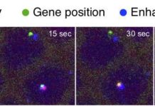 Researchers have captured video showing how pieces of DNA once thought to be useless can act as on-off switches for genes