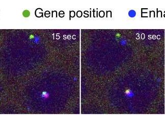 Researchers have captured video showing how pieces of DNA once thought to be useless can act as on-off switches for genes