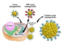 Researchers have developed a set of nanoparticles for Parkinson’s disease treatment
