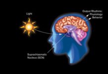Researchers have unlocked a cure for jet lag by activating VIP neurons in the suprachiasmatic nucleus